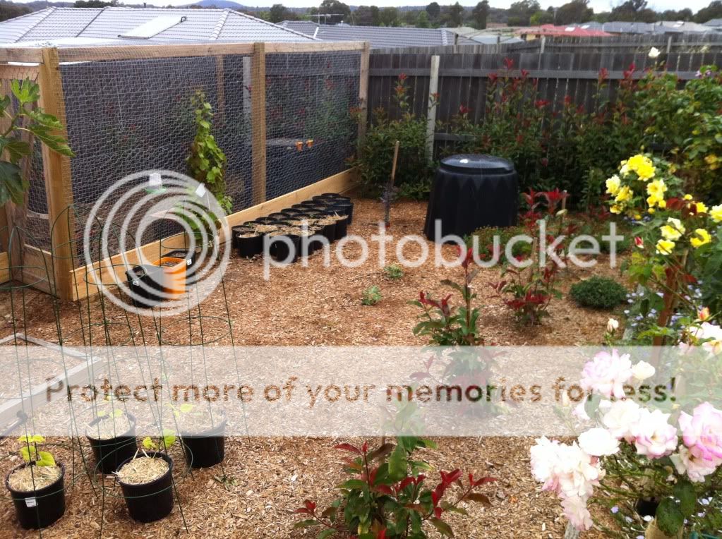 Backyard Poultry Forum • View topic - Coop - take 2 Backyard Aquaponics • View topic - Fnbroken's IBC System ...