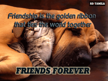 friendster,myspace,tagged,comments