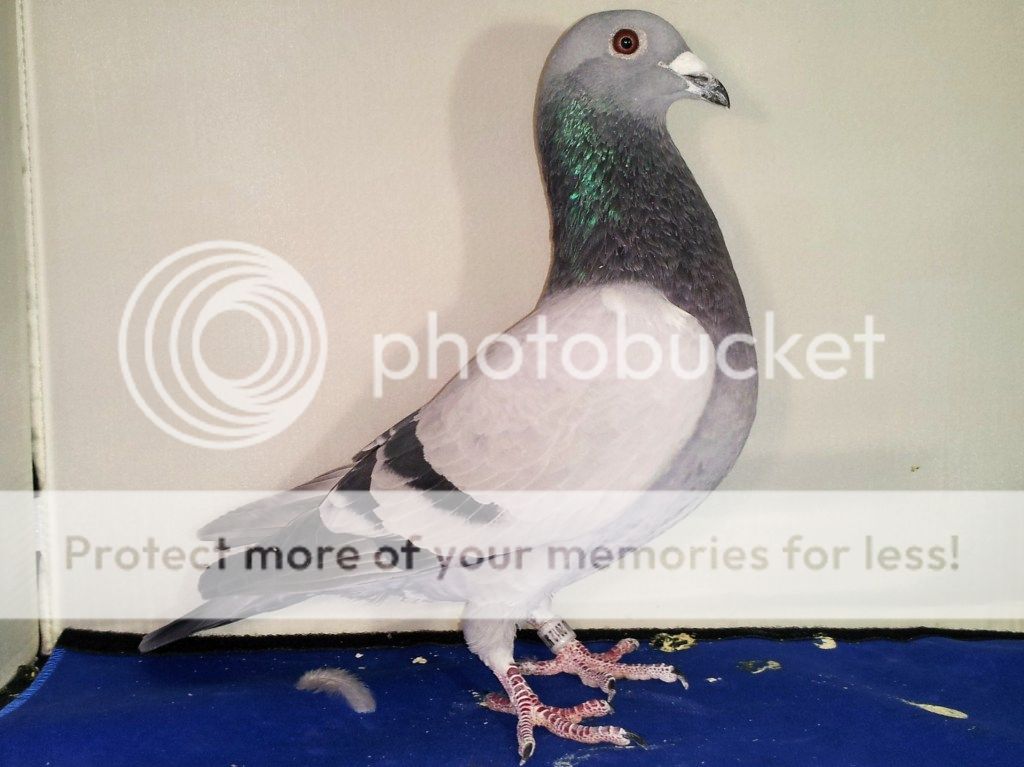 Pedigreed Racing Pigeons For Sale PigeonTalk