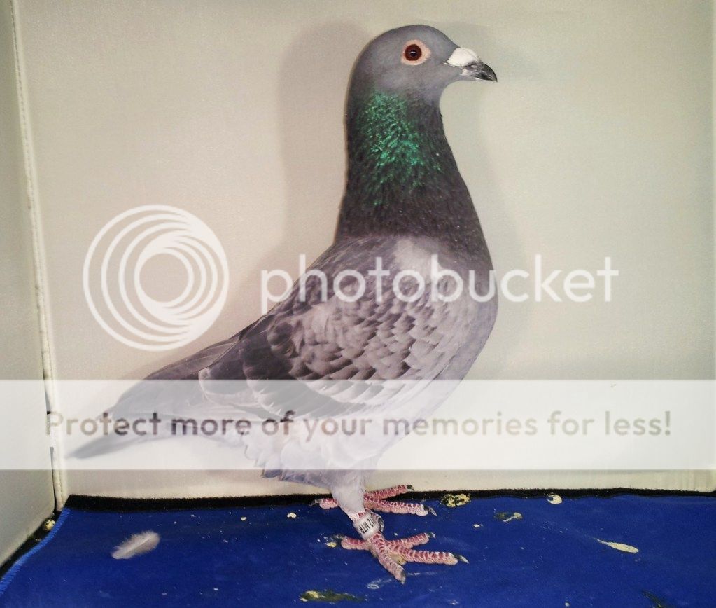 Pedigreed Racing Pigeons For Sale PigeonTalk