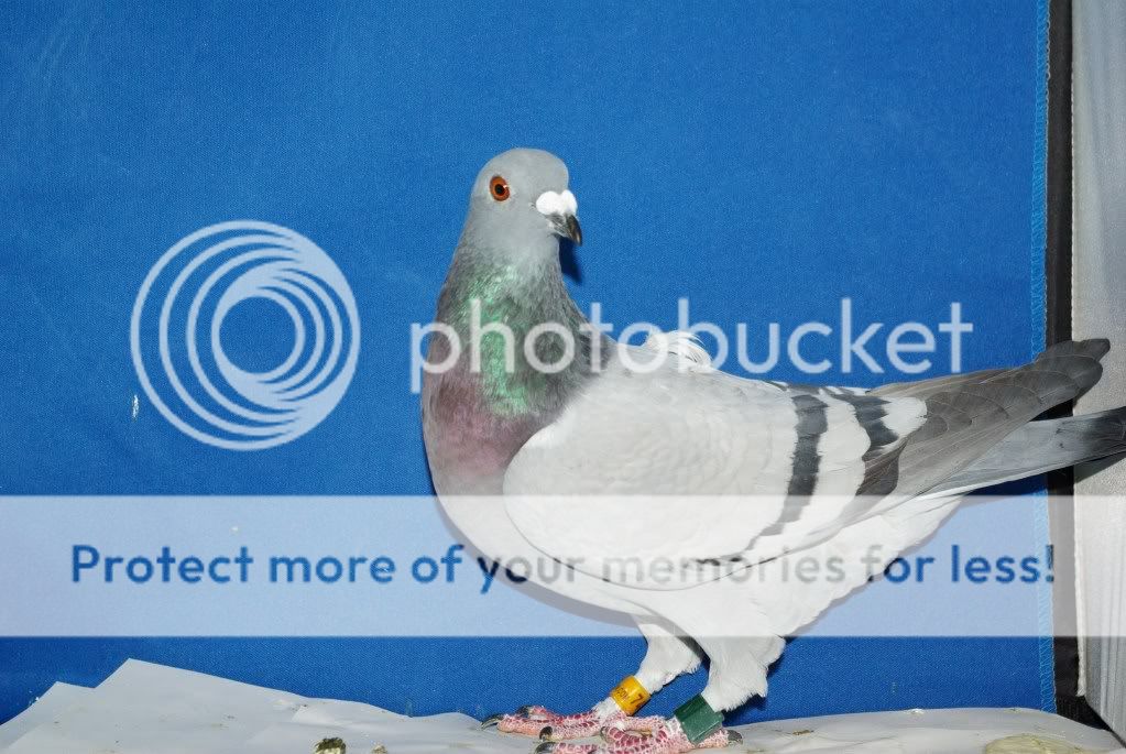 2011 2nd Annual PigeonTalk Classic Page 85 PigeonTalk