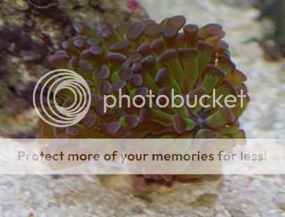 torch coral skeleton