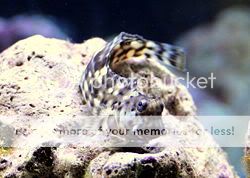 Jewelled Rockskipper